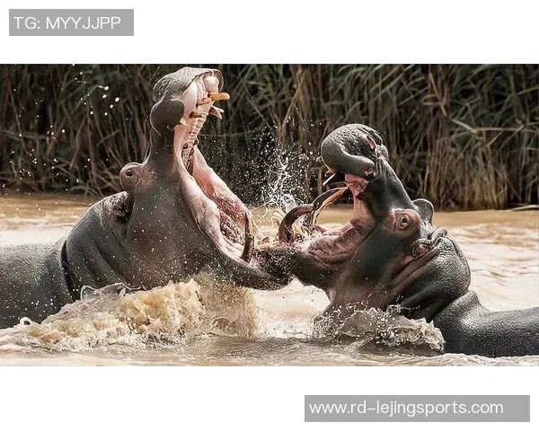 京士顿城与布林狮子激战成和双方展现精彩表现引人瞩目